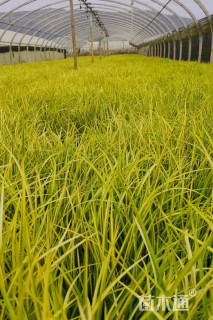 高度20厘米金叶石菖蒲