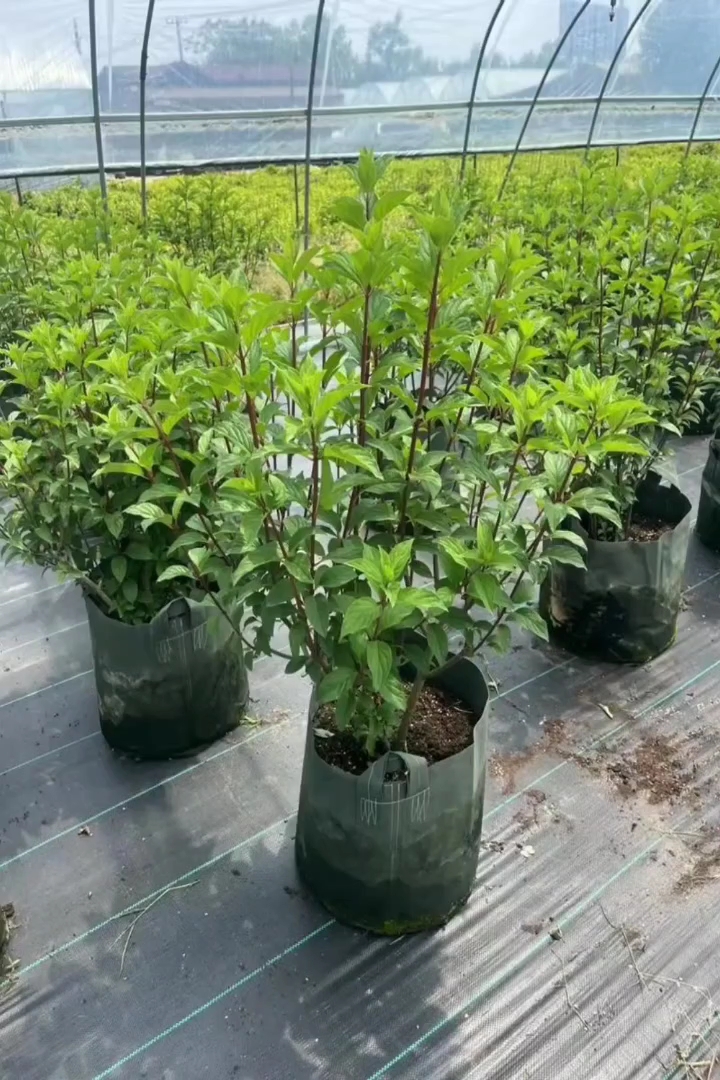 高度60厘米木本绣球
