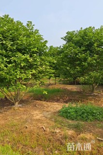 高度400厘米丛生红玉兰