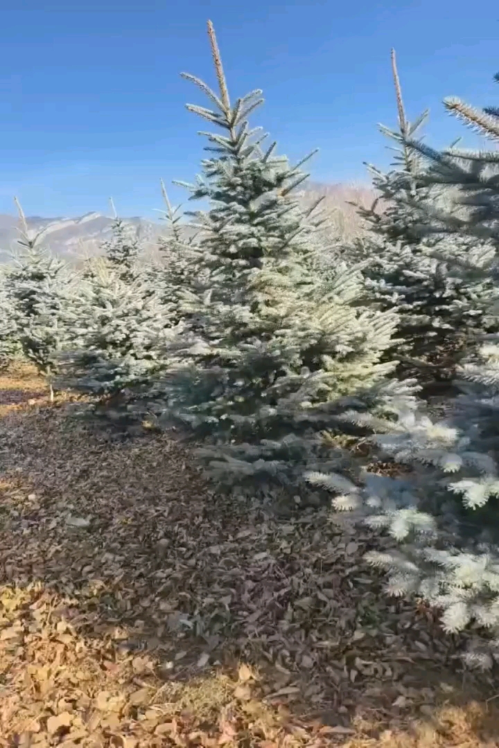 高度450厘米雪松