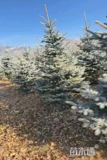 高度450厘米雪松