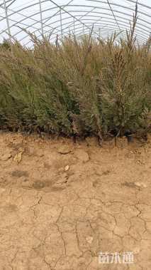 高度30厘米沙地柏