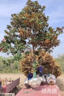 20公分广玉兰