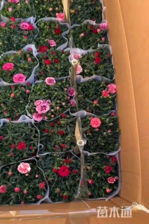 高度20厘米康乃馨