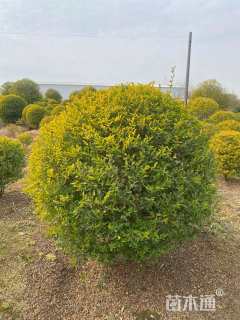 冠幅120厘米金冠女贞球