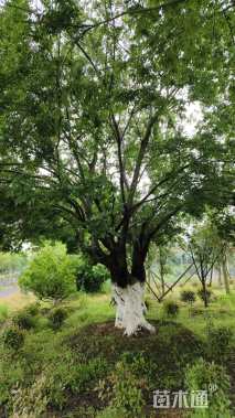 110公分造型朴树