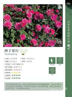 高度20厘米月季