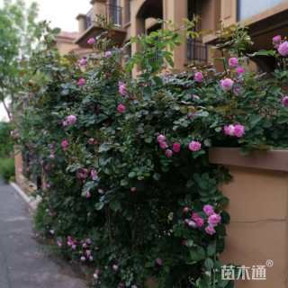 120公分造型月季