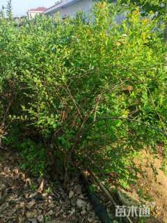 高度120厘米珍珠梅