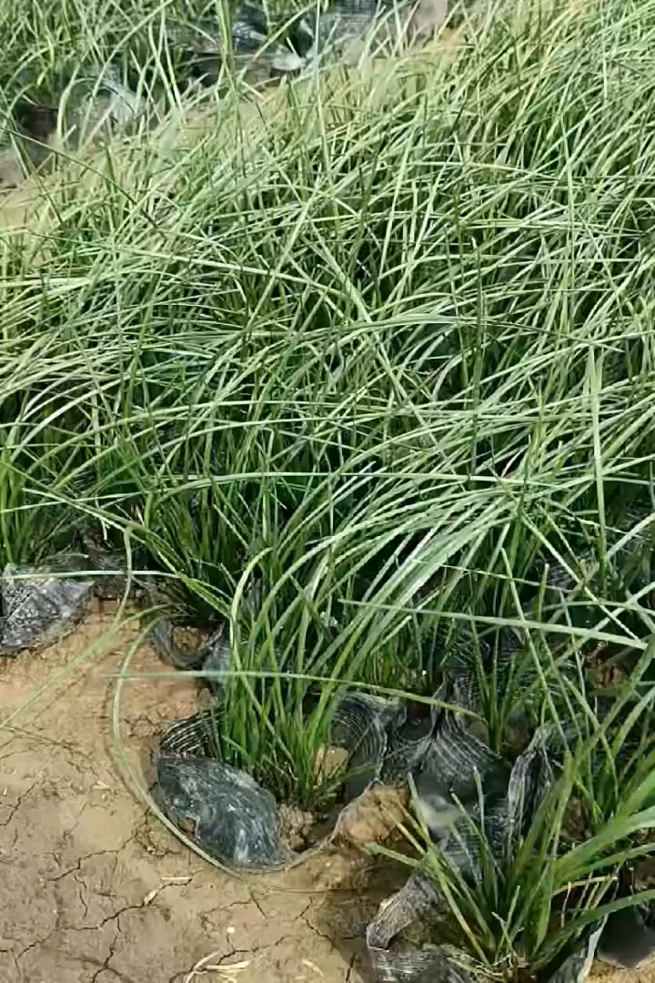 高度20厘米白花葱兰