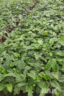 高度35厘米仙羽蔓绿绒 （小天使）