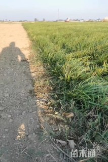 高度24厘米细叶麦冬草