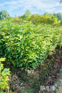 高度60厘米枫香小苗