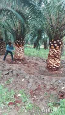 裸干高150厘米加拿利海枣