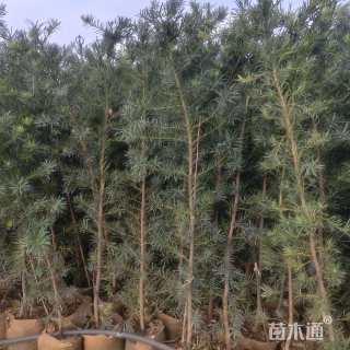 1公分罗汉松