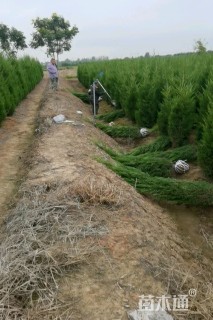 高度200厘米龙柏