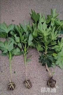高度25厘米八角金盘小苗