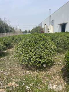 冠幅200厘米冬青球