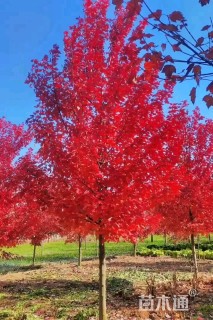 13公分美国红枫