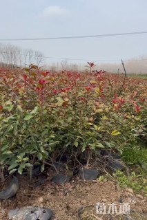 1公分红叶石楠