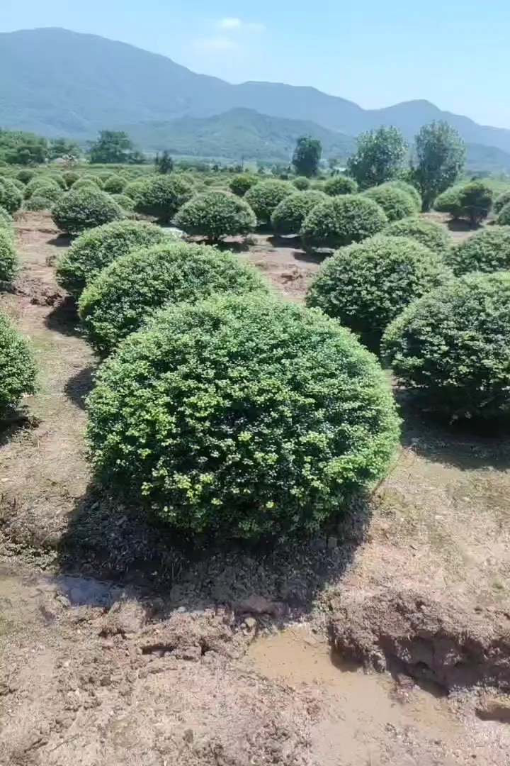 冠幅120厘米龟甲冬青球