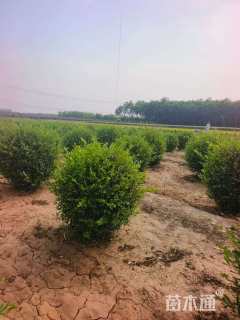 冠幅100厘米水蜡球