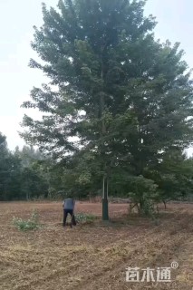 18公分榉树
