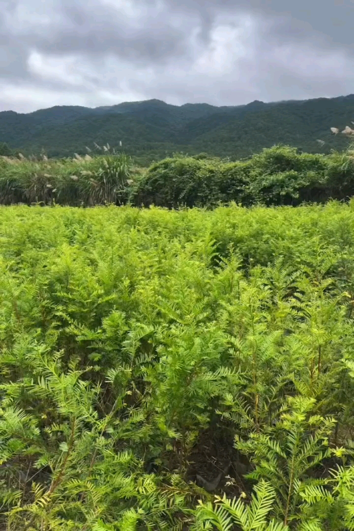 高度100厘米红豆杉小苗