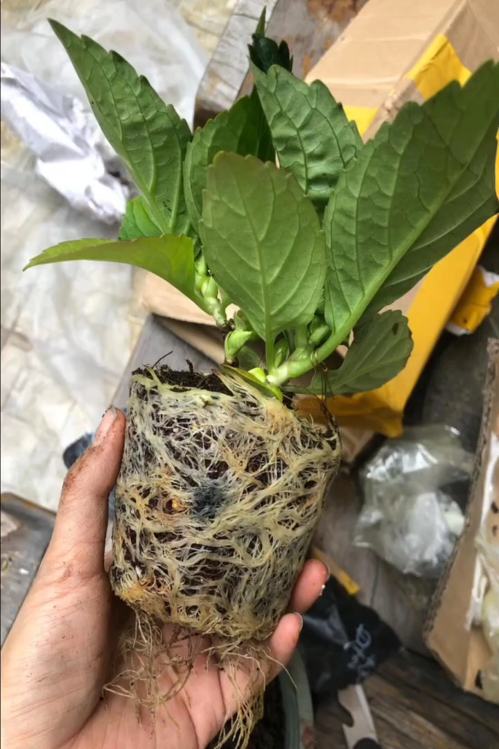 高度20厘米大丽花