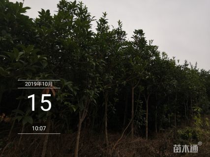5公分丹桂