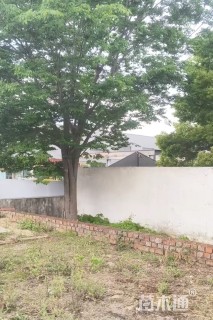 35公分榉树