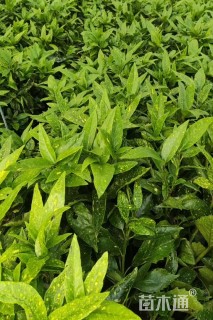 高度40厘米洒金桃叶珊瑚