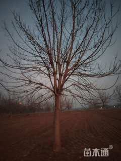 22公分金叶复叶槭