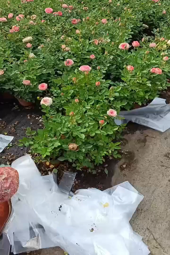高度20厘米欧洲月季