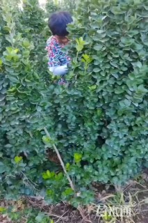 高度180厘米大叶黄杨柱