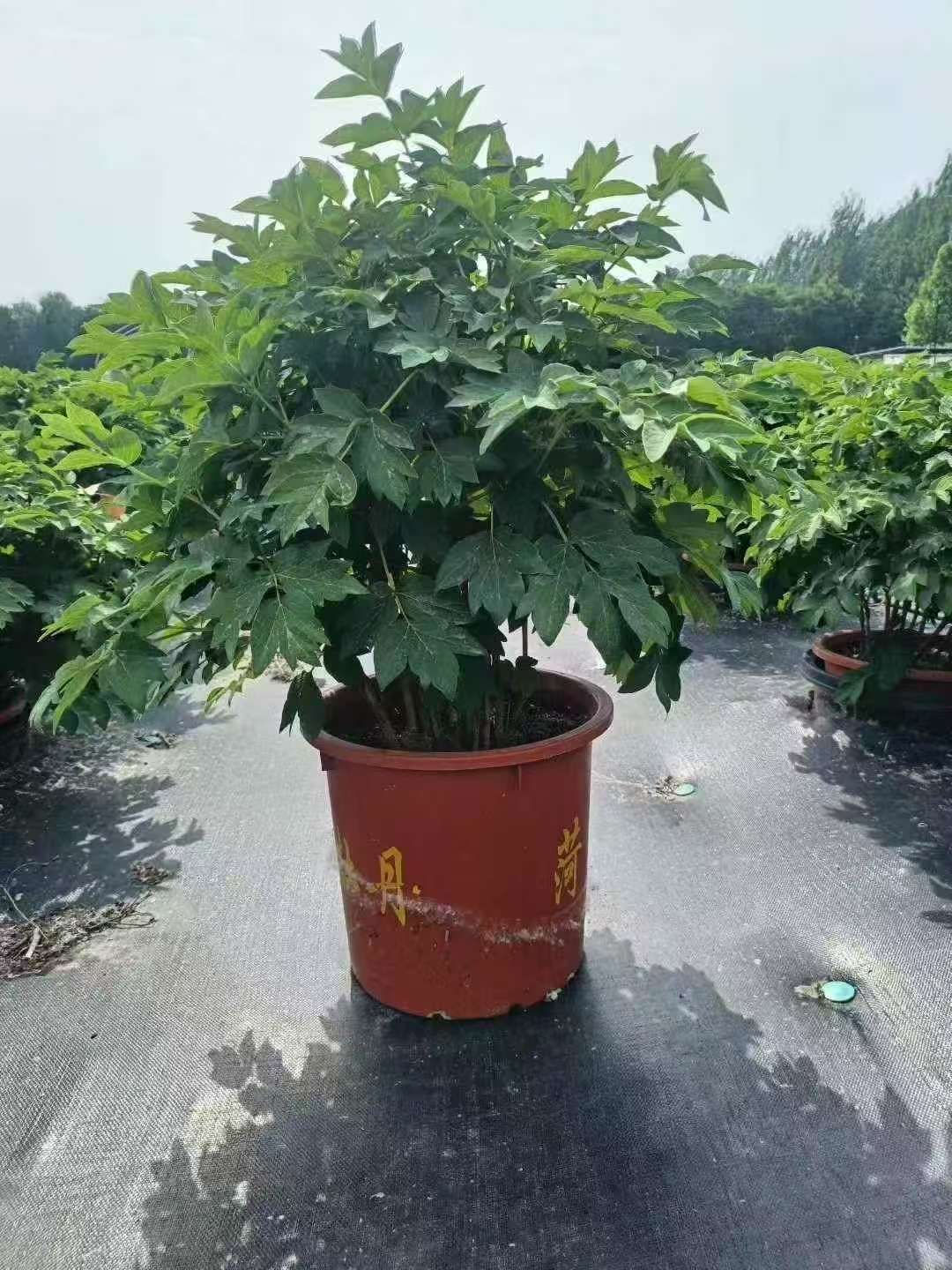高度50厘米牡丹