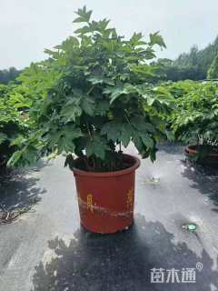 高度50厘米牡丹