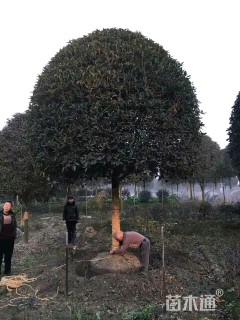 15公分桂花