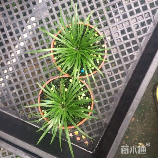 高度5厘米金线菖蒲