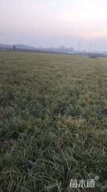 高度26厘米中叶麦冬