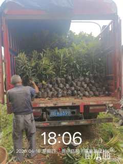 高度40厘米金秋砂糖桔