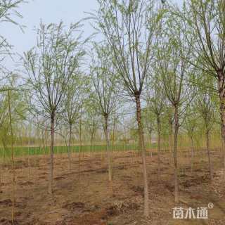 14公分西湖垂柳