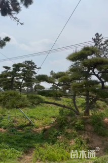 21公分造型黑松