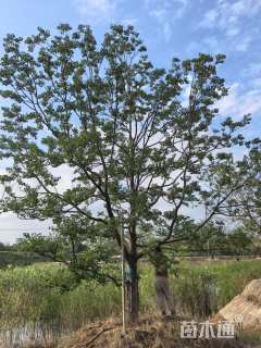 原生苗乌桕