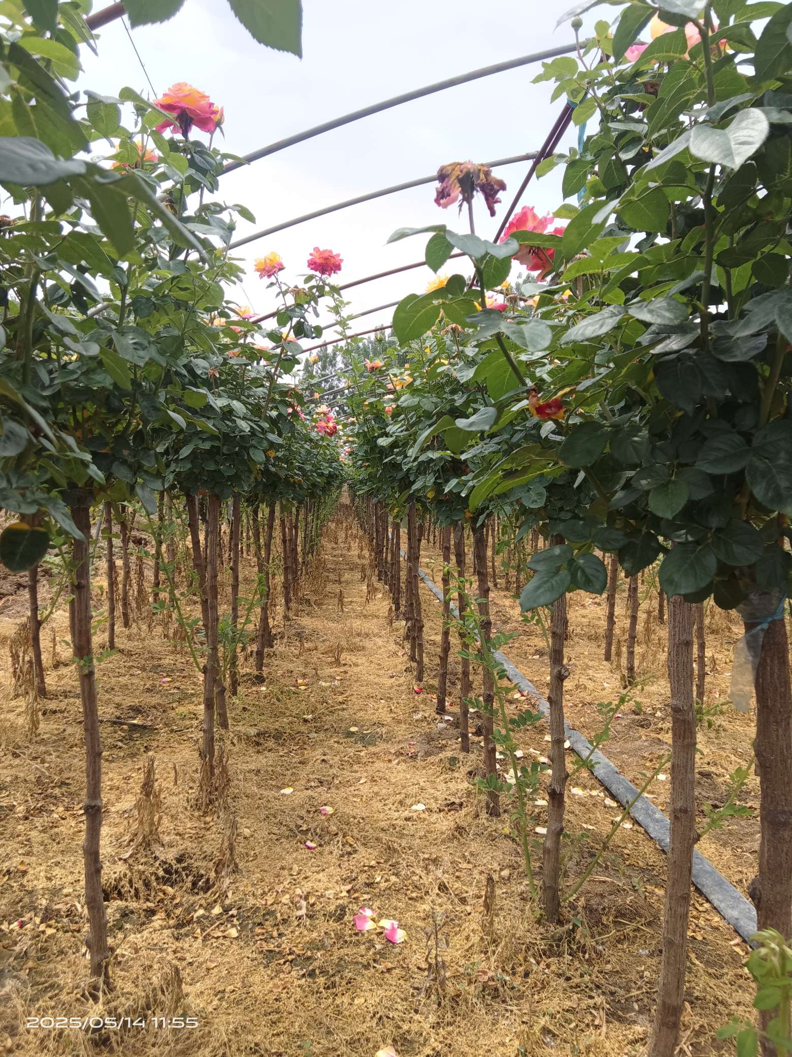 高度135厘米蔷薇