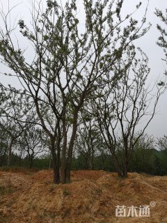8公分丛生朴树