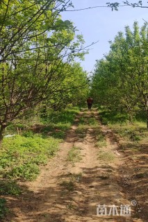 13公分山杏