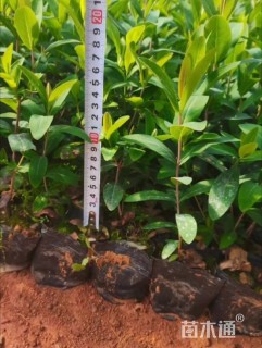 高度15厘米金丝桃小苗