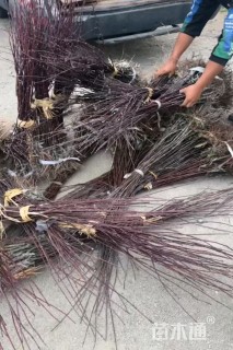 高度60厘米红枫小苗