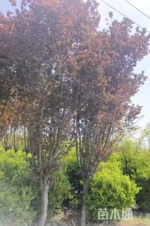 10公分紫叶李